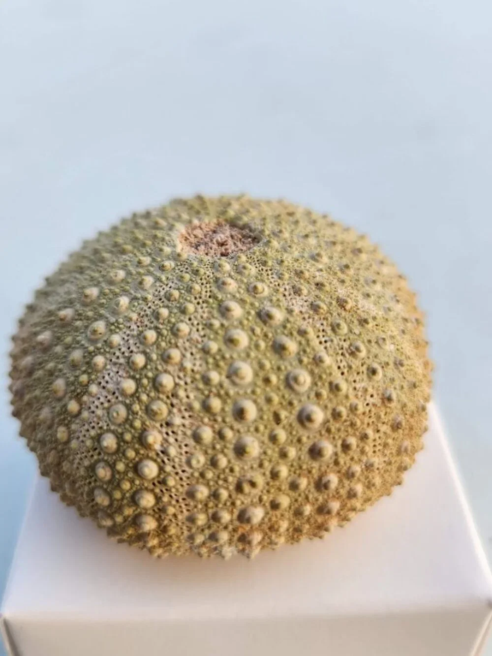 Whole Sea Urchin Fossil Shell Gems and Minerals Rocks Fossils Decor Nautical Nic
